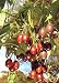 TROPICA - Tamarillo (Cyphomandra betacea) - 100 Seeds - Useful Plants
