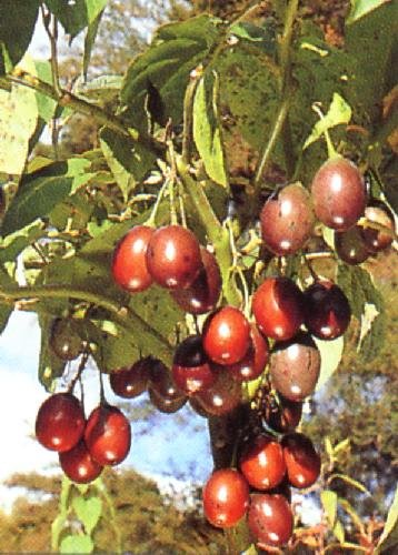 TROPICA - Tamarillo (Cyphomandra betacea) - 100 Seeds - Useful Plants TROPICA - Tamarillo (Cyphomandra betacea) - 100 Seeds - Useful Plants