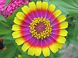 150 Carousel Mix Zinnia Elegans Carrousel Flower