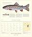 Trout of North America Wall Calendar 2020