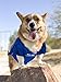 Pets First NFL NEW YORK GIANTS DOG Jersey, Large