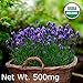 Gaea's Blessing Seeds - English Lavender Seeds 500+ Non-GMO Seeds Organic Purple Open-Pollinated Heirloom Vera