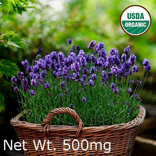 Gaea's Blessing Seeds - English Lavender Seeds 500+ Non-GMO Seeds Organic Purple Open-Pollinated Heirloom Gaea's Blessing Seeds - English Lavender Seeds 500+ Non-GMO Seeds Organic Purple Open-Pollinated Heirloom