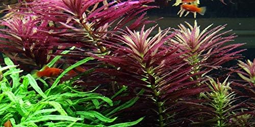 Water PlantsLimnophila hippuridoides - 1 Bunch - Live Aquarium Plant