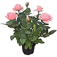 Rose "Diana" Seedlings,Light Pink Rose Bush,Rose Hedging,Living Tinged Rose Plant,Perennial Plant Root,Home Garden Yard Decor Blooms This Year,Easy Planting