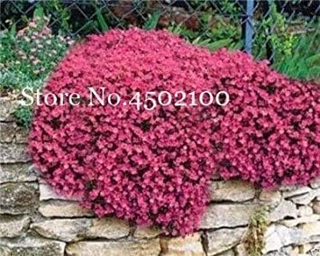 100 Pc Creeping Aubrieta Bonsai Mix Thymian Bonsai Flower Rock