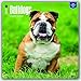 2017 Bulldogs Calendar - 12 x 12 Wall Calendar