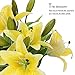 RERXN Artificial Tiger Lily Latex Real Touch Flower Home Wedding Party Decor,Pack of 5 (Yellow)