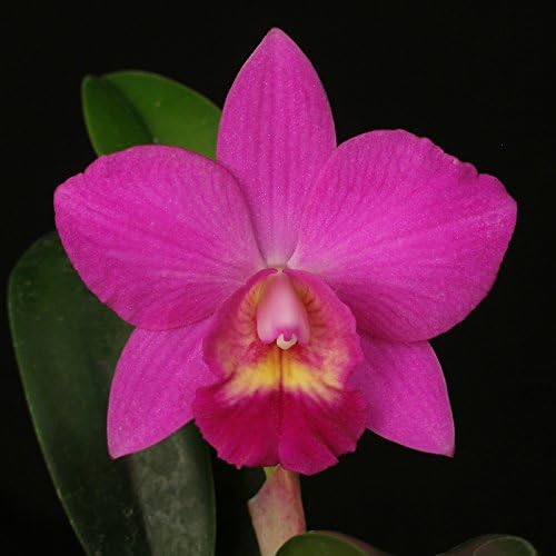 SLC. SIERRA DOLL ‘NEWBERRY’