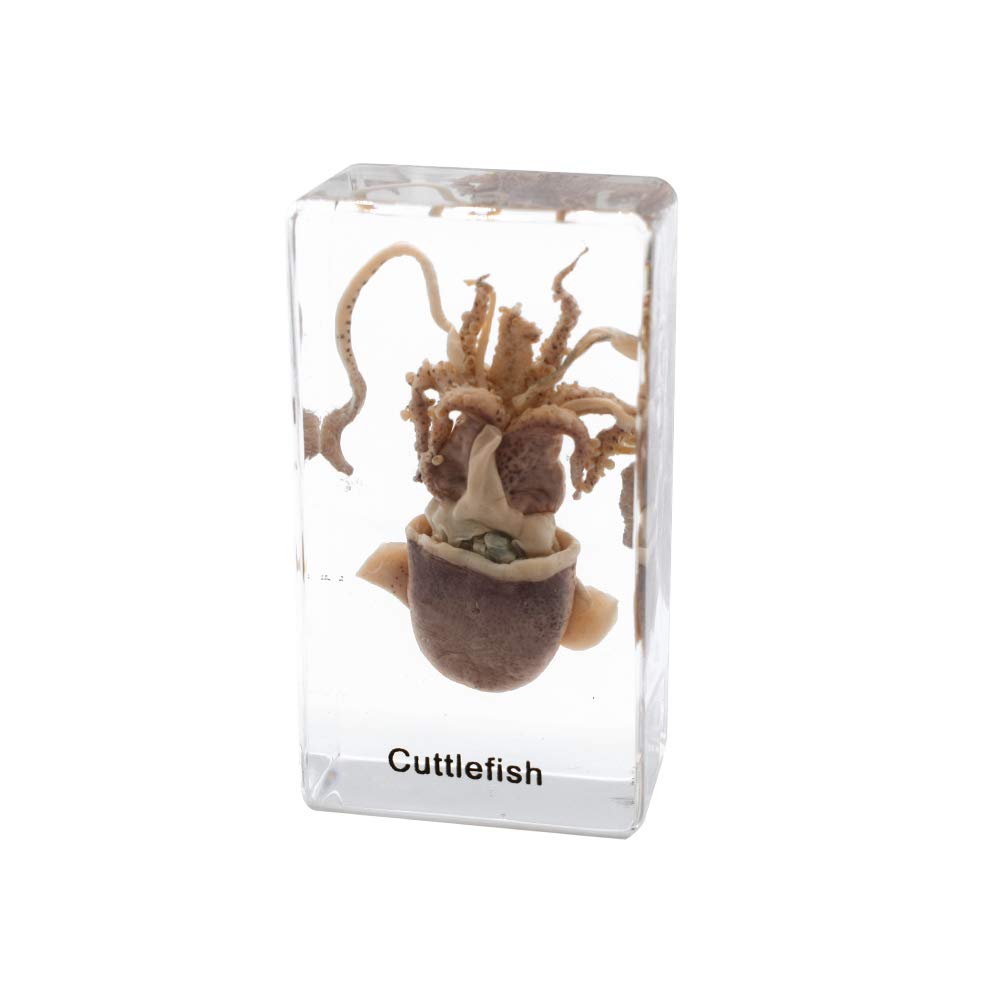 Squid Cuttlefish Animal Specimen in Acrylic Block Paperweights Sea Specimen Science Classroom Specimens for Science Education