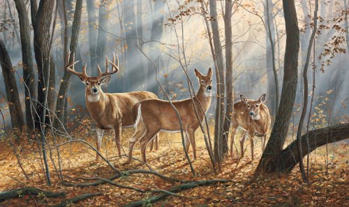 Mossy Oak Graphics 28010 'Woodland Splendor Whitetail Deer' Indoor Graphics