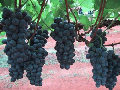 Grape Seeds DAN BEN HANNAH GMO FREE Organic MEDICINAL 15 Seeds