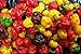 Scotch Bonnet Pepper Seeds-(caribbean Mix) - Red,yellow,and Chocolate
