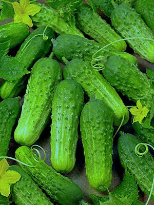 Seedscare Cucumber Gherkins, Small Pickling Cucumber Seeds (Pack of 30)