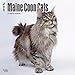 Maine Coon Cats 2018 12 x 12 Inch Monthly Square Wall Calendar, Animals Cats Pet Kitten Feline