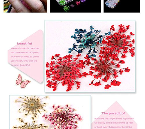 image for MEILINDS Natural Real Dried Flower Case Nail Art Tips Sticker Decals D