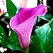 Brand New! 2 Pieces Pink Calla Lily Bulbs,Elegant Noble Flower,Plants to give Garden Decoration, Seeds of Perennial Garden Flowers