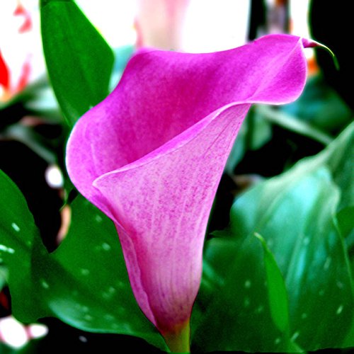 Brand New! 2 Pieces Pink Calla Lily Bulbs,Elegant Noble Flower,Plants to give Garden Decoration, Seeds of Perennial Garden Flowers