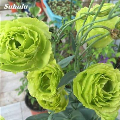 100 piezas de Platycodon grandiflorum Flores mezclado de los ...