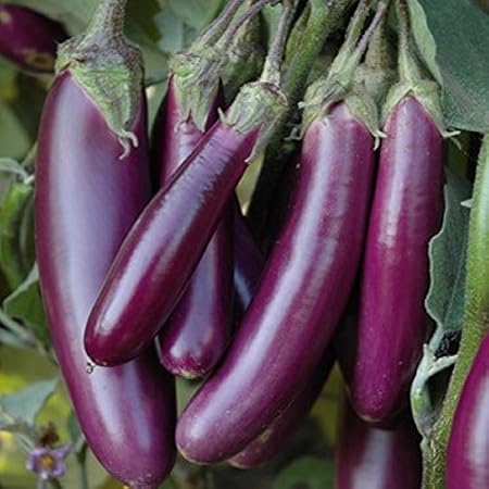 Splendour Seeds  Brinjal Purple Slender Vegetable Seeds