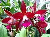 Lc. Sagarik Wax 'Silk Ball' New! Super Waxy Red! Fragrant! Long Lasting! Orchid Plant