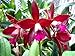 Lc. Sagarik Wax 'Silk Ball' New! Super Waxy Red! Fragrant! Long Lasting! Orchid Plant