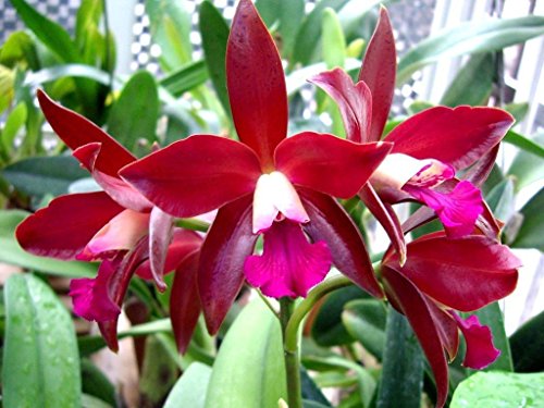 Lc. Sagarik Wax 'Silk Ball' New! Super Waxy Red! Fragrant! Long Lasting! Orchid Plant Lc. Sagarik Wax 'Silk Ball' New! Super Waxy Red! Fragrant! Long Lasting! Orchid Plant