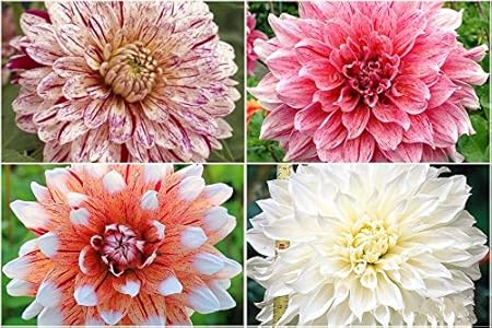 FERNSFLY Flower Bulbs IMP. Dahlia | Dhalia | Dahalia Perennial Flower Bulbs Excellent Quality Attractive Aromatic Flower Home Outdoor Gardening Flowering Bulbs (Pack Of 7 Mutli Collection)
