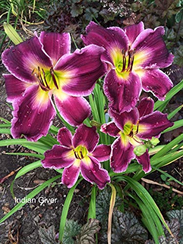 FERNSFLY IMP. Daylily | Hemerocallis | Daylilies | Day Lily Excellent Quality Flower Bulbs Aromatic Flower Plant Home Outdoor Gardening Plants Flowering Bulbs (Pack Of 5 Indian Giver)