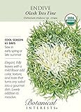 Olesh Tres Fine Endive Seeds - .50 grams - Organic