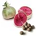 20 Watermelon Radish Seed Balls- Herb & Vegetable Seed Bombs to make gardening fun and simple!