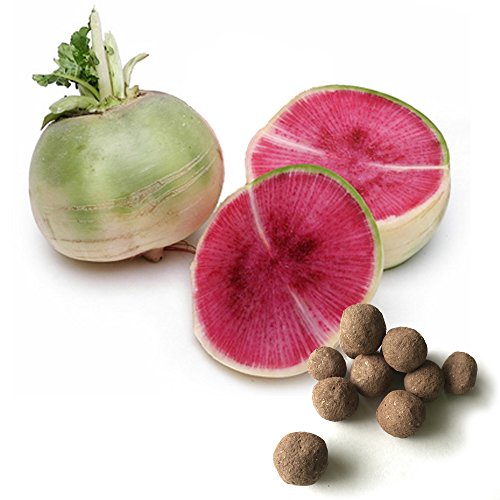 20 Watermelon Radish Seed Balls- Herb & Vegetable Seed Bombs to make gardening fun and simple!