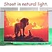 Allenjoy 7x5ft African Jungle Safari Scenic Backdrop Wild Lion Tropical Sunset Grassland Photography Background Baby Shower Birthday Theme Party Decorations Cake Table Banner Photo Booth Prop