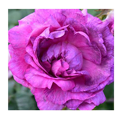Rosa Belle De Crecy Shrub Rose