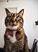 Necoichi Ninja Cat Collar (Red)