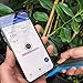 Bluelab Pulse Meter – Handheld Digital Soil Moisture Meter Measures Nutrient, Moisture & Temperature directly from the Plant Root Zone – Grow Healthier Plants with Fast, Accurate Measurementsthumb 1