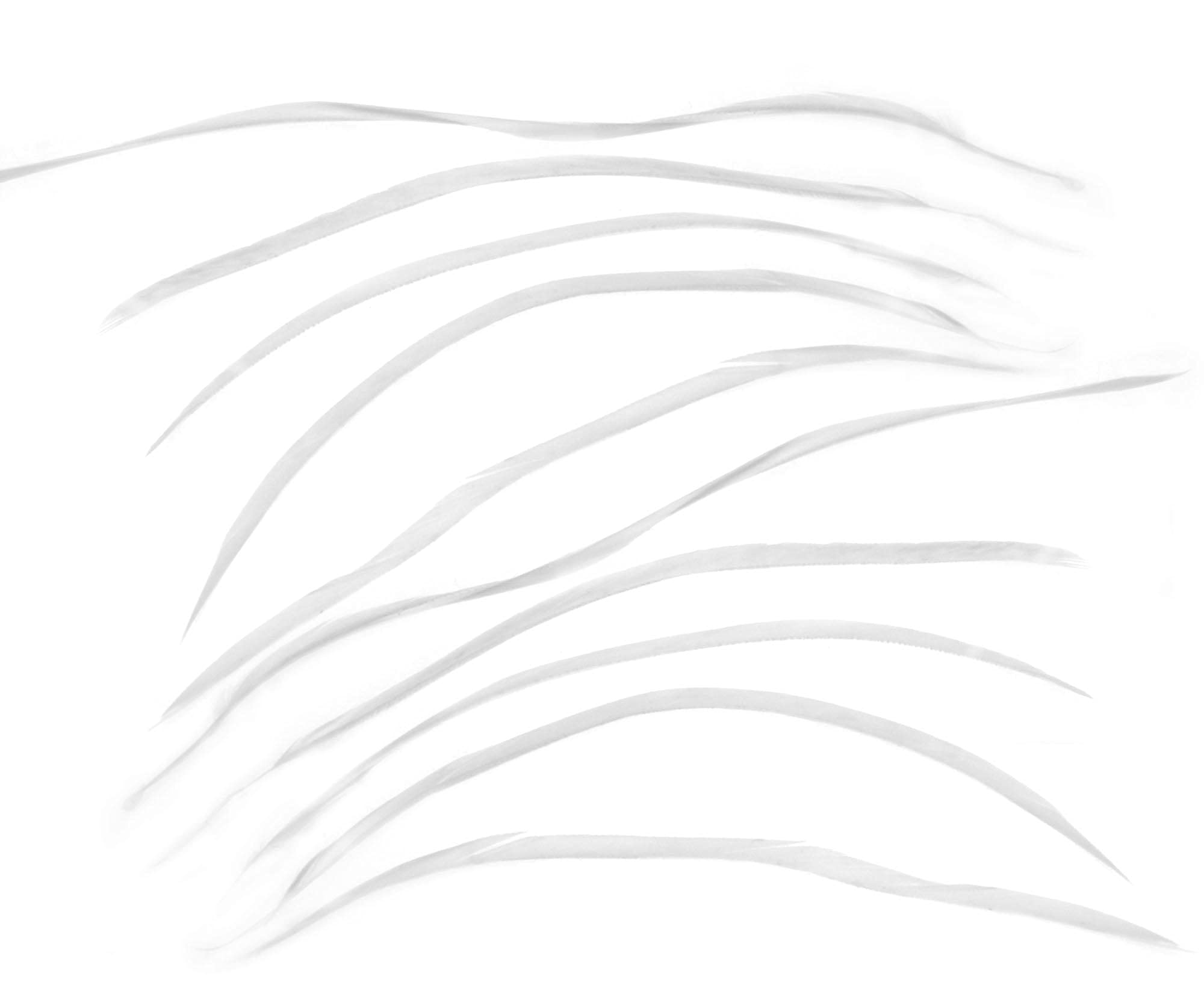 eMagTech 10PCS White Goose Biot Feathers 20-25cm For Millinery Crafts & Fly Tying