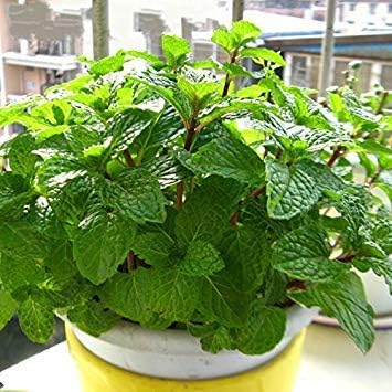 Zoomy Far 30 semillas/paquete de Stevia Rebaudiana de semillas ...