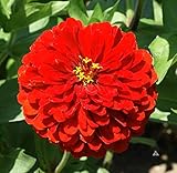 David's Garden Seeds Flower Zinnia Solid Color