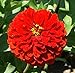 David's Garden Seeds Flower Zinnia Solid Color Scarlet Flame SL8831 (Red) 500 Non-GMO, Heirloom Seeds