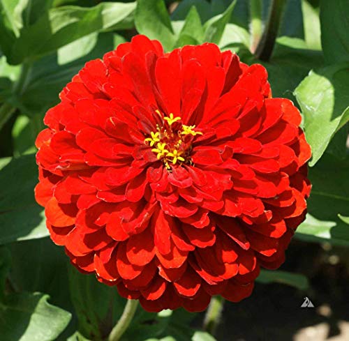 David's Garden Seeds Flower Zinnia Solid Color Scarlet Flame SL8831 (Red) 500 Non-GMO, Heirloom Seeds David's Garden Seeds Flower Zinnia Solid Color Scarlet Flame SL8831 (Red) 500 Non-GMO, Heirloom Seeds