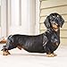Collections Etc Realistic Cute Dachshund Statue, Hand-Painted Home Decor for Front Porch or Foyer - Indoor or Outdoor Figurine for Dog Lovers, Black