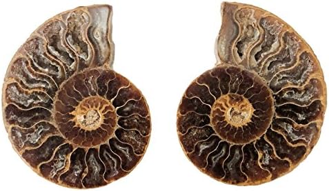 4.36" Matching Ammonite Shell Pair Fossil from Madagascar - Buy Exact Fossil