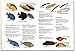 fishcardscom Waterproof Pocket Guide Book ~ Coral & Fishes ~ Florida, Bahamas & Caribbean