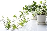 English Ivy (Hedera Helix) 