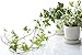 English Ivy (Hedera Helix) "50 Seeds" - Evergreen Houseplants for Improving Indoor Air Quality