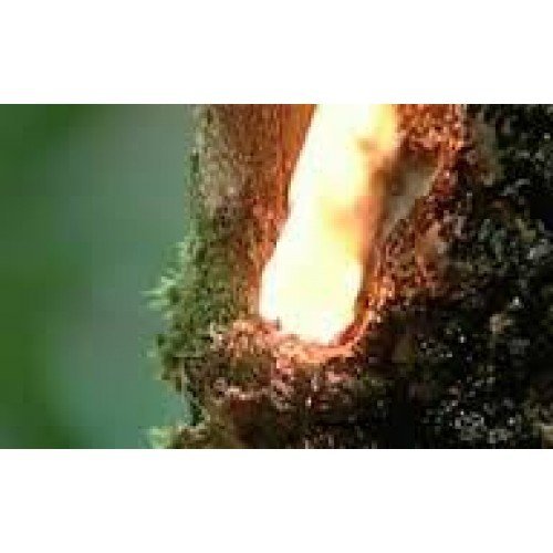 Breu Branco Brazilian Wood - 1793 - Premium Fragrance Oil - BUY 2 and GET 20% OFF 1 Oz (30 ml)