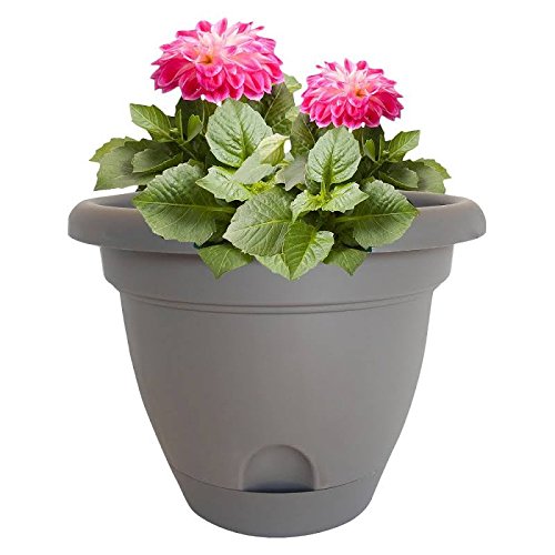 Bloem 818573011152 Living LP1660 Lucca Self-Watering Planter, 16-Inch, Peppercorn