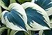Blue Ivory Hosta - Extra Wide Blue/Cream/White Leaves - Gallon Pot