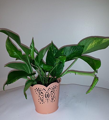 Golden Pothos Plant in a four inch decorative Metal Butterfly PEACH Planter with free Plant food and NASA data Sheet on Air Quality